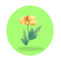 Organic herbs store with medicinal and fresh herbs online in Pakistan