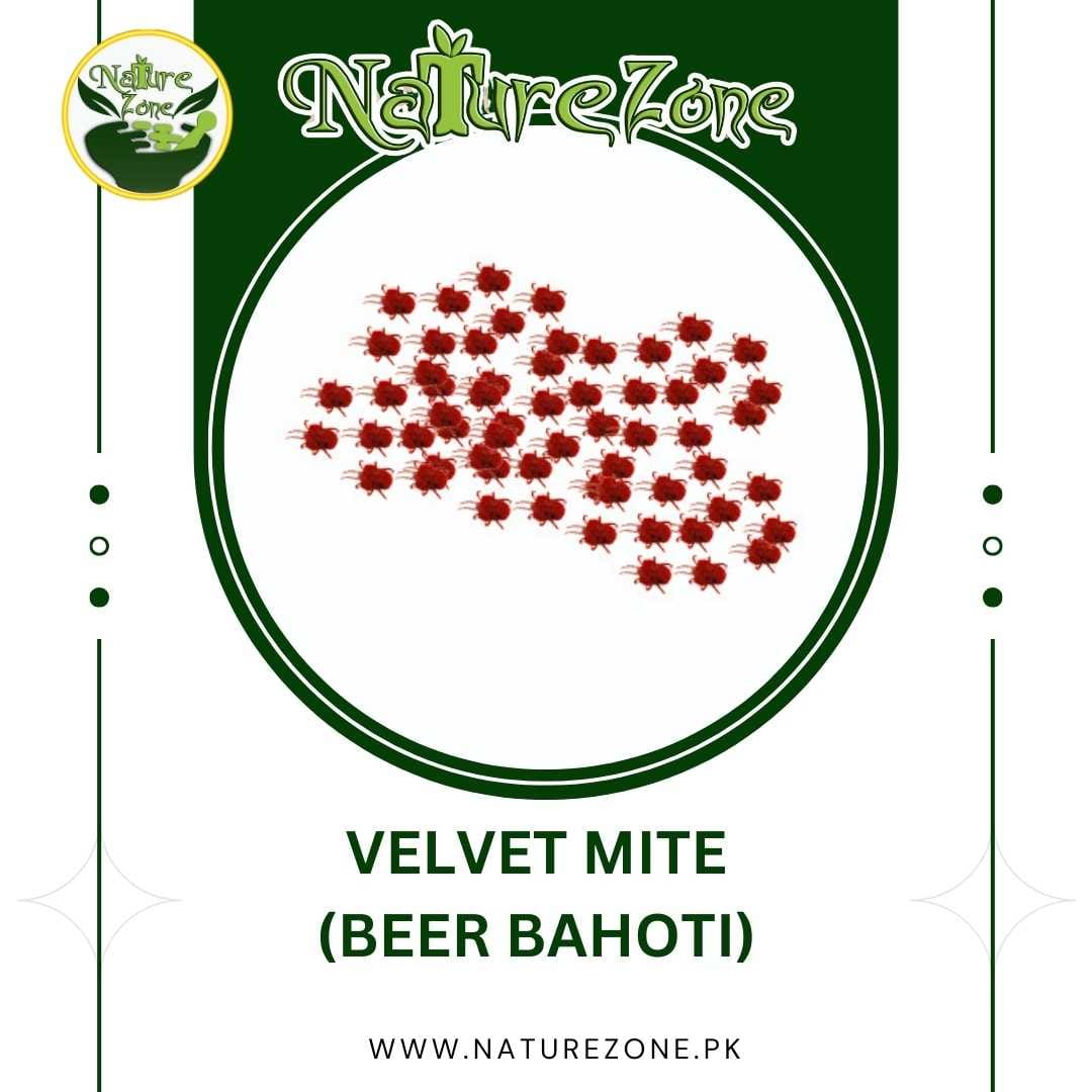 87.jpg Velvet mites/بیر بہوٹی Price in Pakistan - Image 1