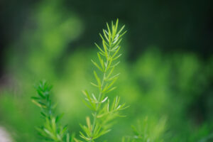 Rosemary Leaves in Pakistan 1