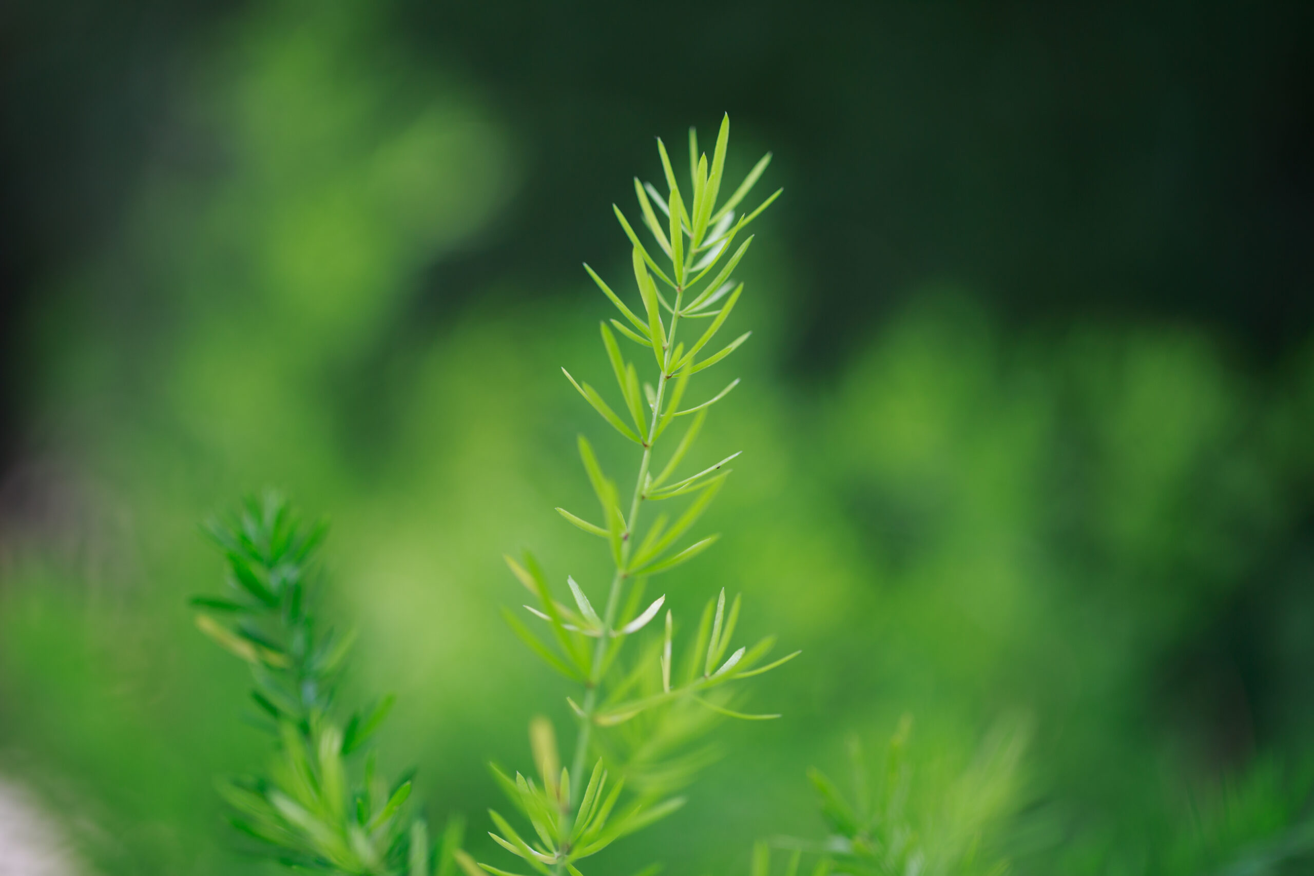 Rosemary Leaves in Pakistan 1